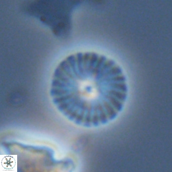 Calcidiscus leptoporus VR 06082