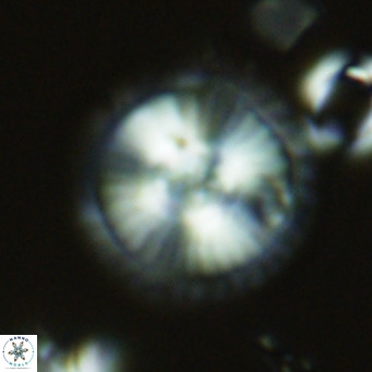 Calcidiscus leptoporus VR 08669