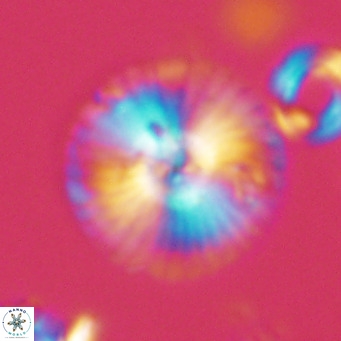Calcidiscus leptoporus VR 08671