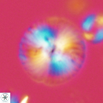 Calcidiscus leptoporus VR 08673