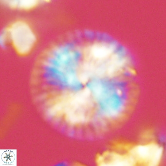 Calcidiscus leptoporus VR 09498
