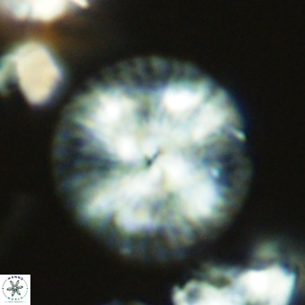 Calcidiscus leptoporus VR 09499