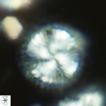 Calcidiscus leptoporus VR 09500