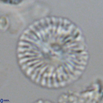 Calcidiscus leptoporus VR 09502