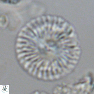 Calcidiscus leptoporus VR 09502