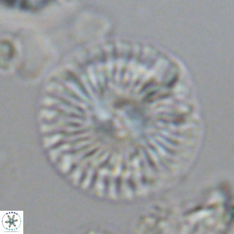 Calcidiscus leptoporus VR 09503