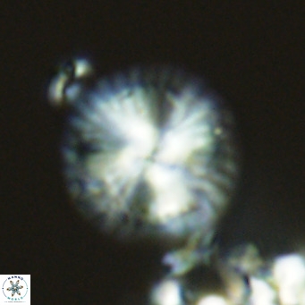 Calcidiscus leptoporus VR 03289