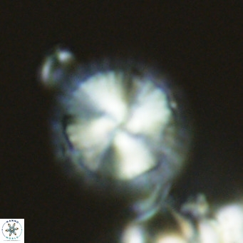 Calcidiscus leptoporus VR 03293