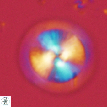 Calcidiscus leptoporus VR 03374