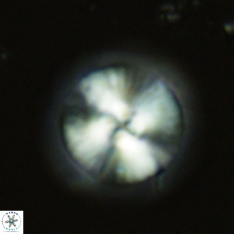 Calcidiscus leptoporus VR 03375