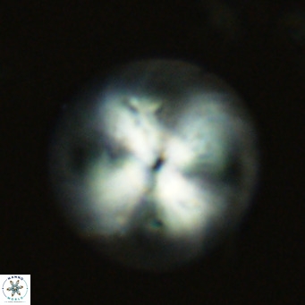 Calcidiscus leptoporus VR 03376