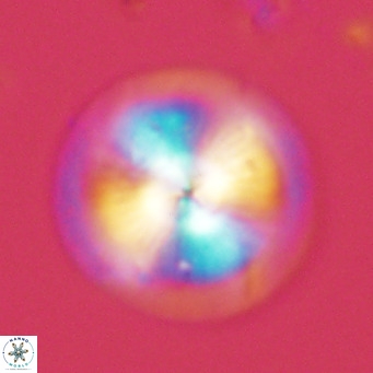 Calcidiscus leptoporus VR 03380