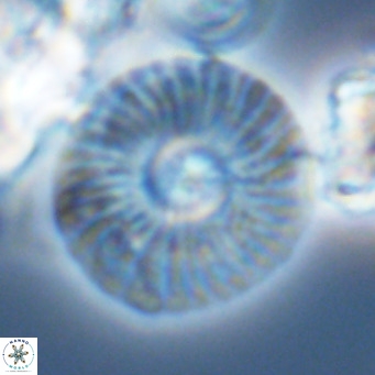 Calcidiscus leptoporus VR 03496