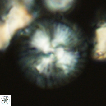Calcidiscus leptoporus VR 03498