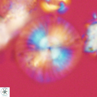 Calcidiscus leptoporus VR 03501