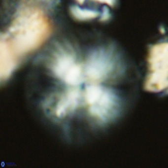 Calcidiscus leptoporus VR 03502