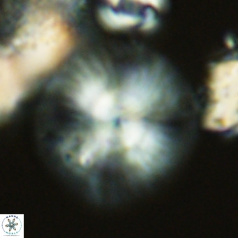Calcidiscus leptoporus VR 03502