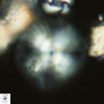 Calcidiscus leptoporus VR 03503
