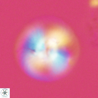 Calcidiscus leptoporus VR 03675