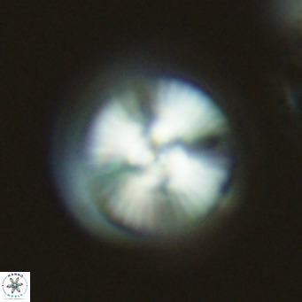 Calcidiscus leptoporus VR 03677