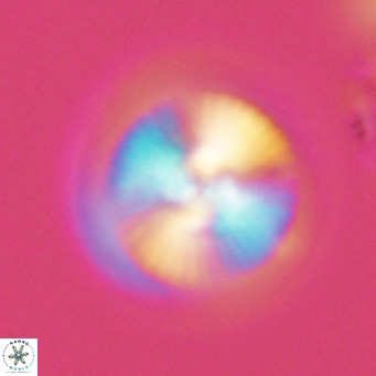 Calcidiscus leptoporus VR 03678