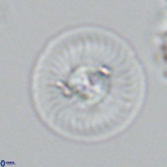 Calcidiscus leptoporus VR 03671
