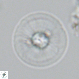 Calcidiscus leptoporus VR 03672