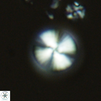 Calcidiscus leptoporus VR 03847