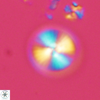 Calcidiscus leptoporus VR 03848