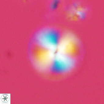 Calcidiscus leptoporus VR 03849