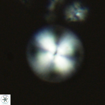 Calcidiscus leptoporus VR 03850