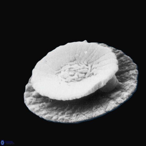 Calcidiscus leptoporus black