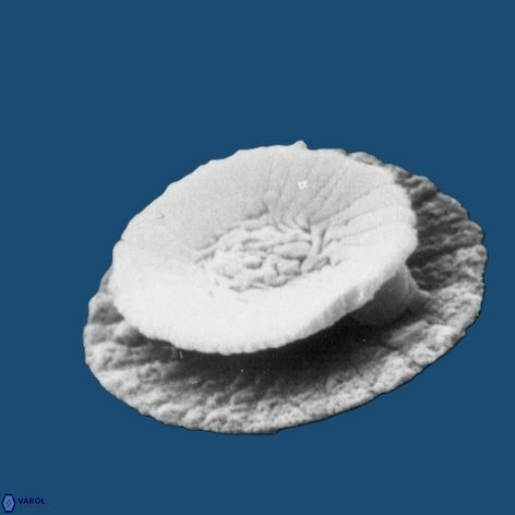 Calcidiscus leptoporus 1149 21