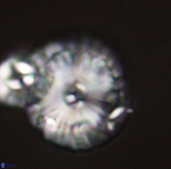 Calcidiscus pacificanus 55499