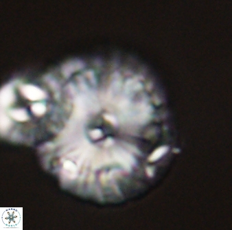 Calcidiscus pacificanus 55499