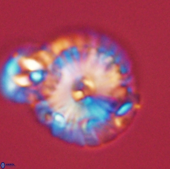 Calcidiscus pacificanus 55501