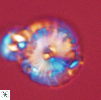 Calcidiscus pacificanus 55501