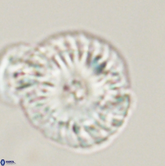 Calcidiscus pacificanus 55502