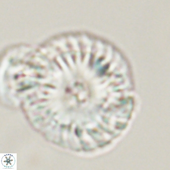 Calcidiscus pacificanus 55502