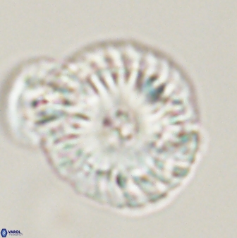 Calcidiscus pacificanus 55503
