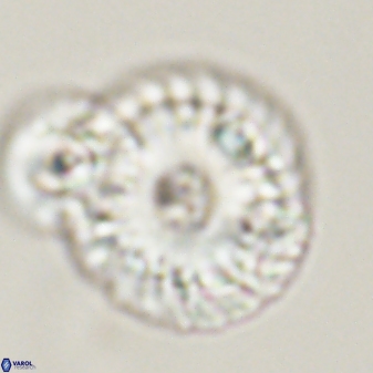 Calcidiscus pacificanus 55504