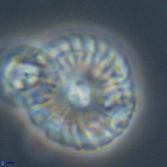 Calcidiscus pacificanus 55505