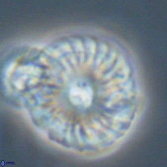 Calcidiscus pacificanus 55508