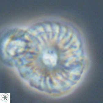 Calcidiscus pacificanus 55508