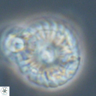 Calcidiscus pacificanus 55509