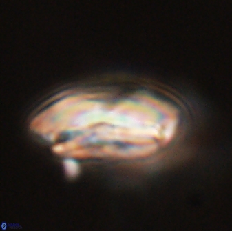 Calcidiscus pacificanus 55512