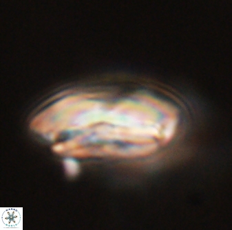Calcidiscus pacificanus 55512
