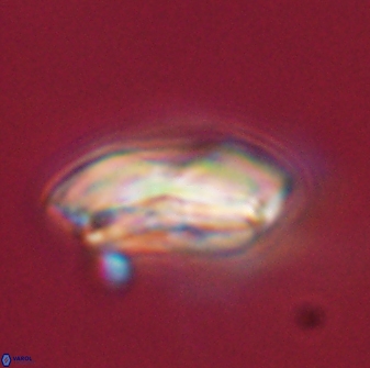 Calcidiscus pacificanus 55513