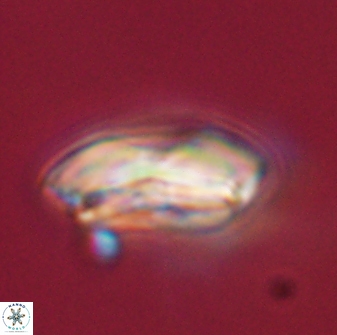 Calcidiscus pacificanus 55513