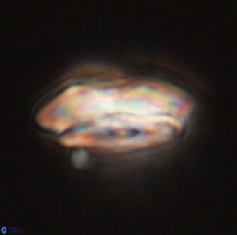 Calcidiscus pacificanus 55515